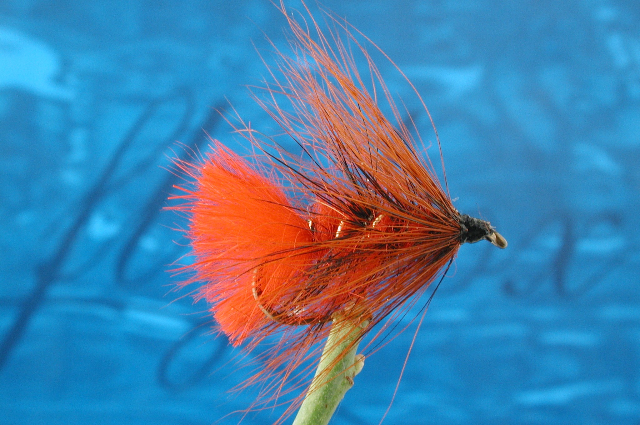 Hairy Soldier Palmer