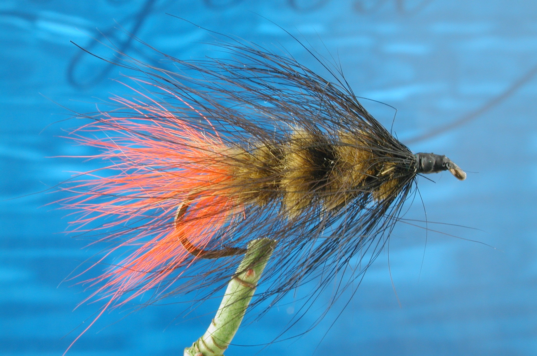 Hairy Olive Black Woolly Worm