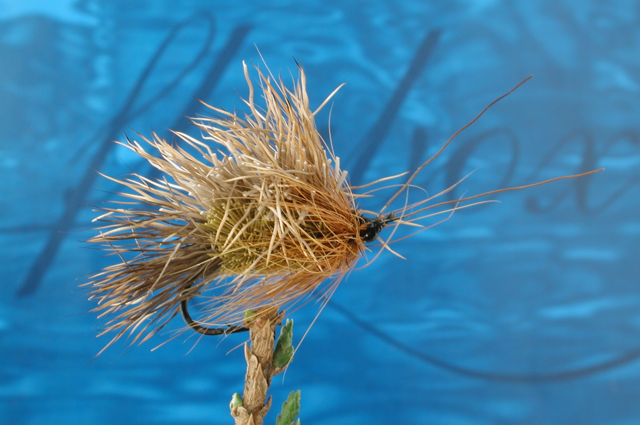 Hairy Green Sedge