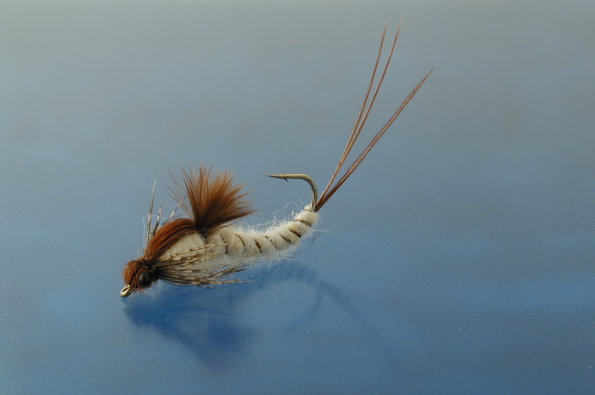Swimming Mayfly