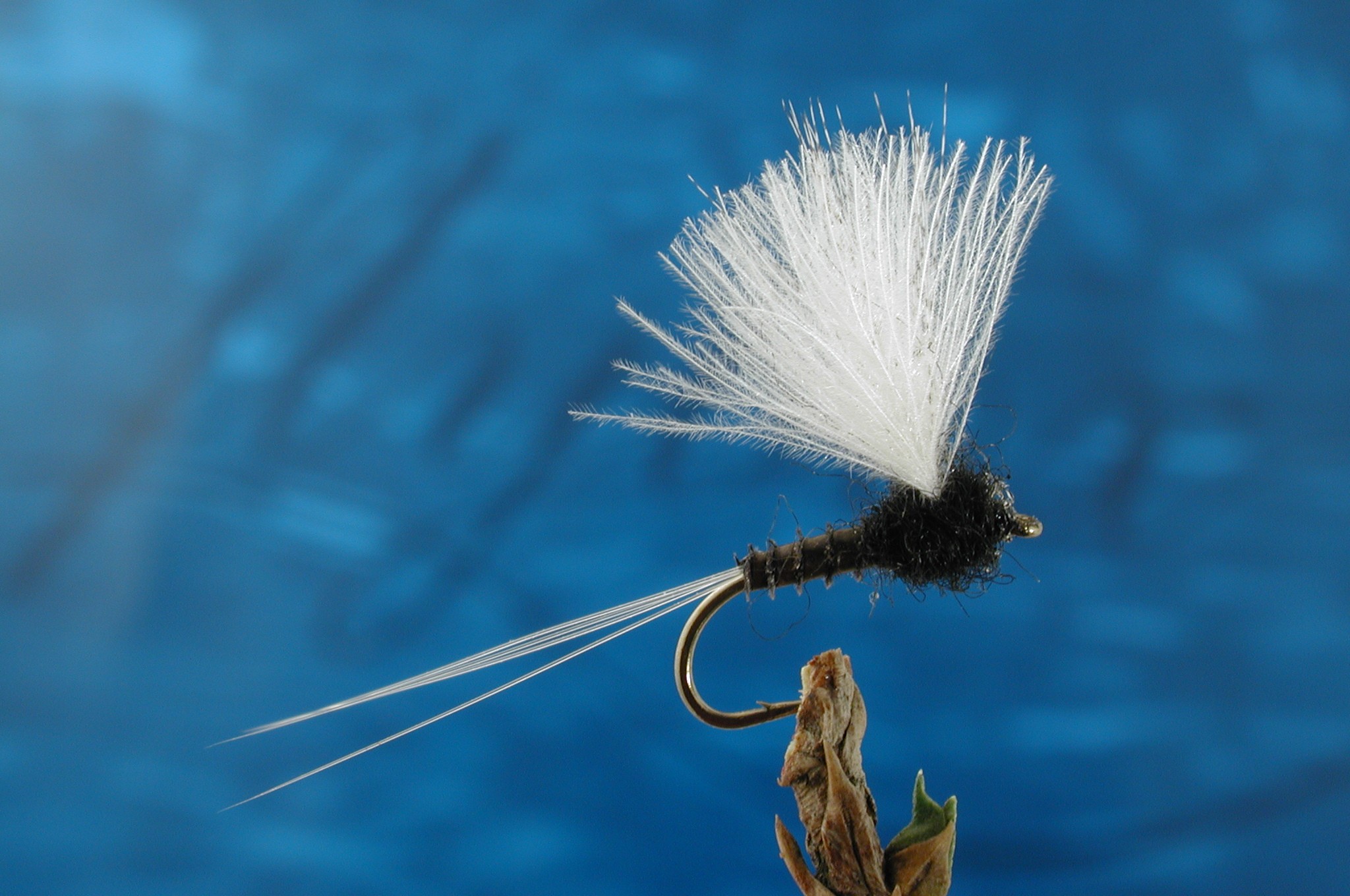 CDC Biot Comparadun Male Trico