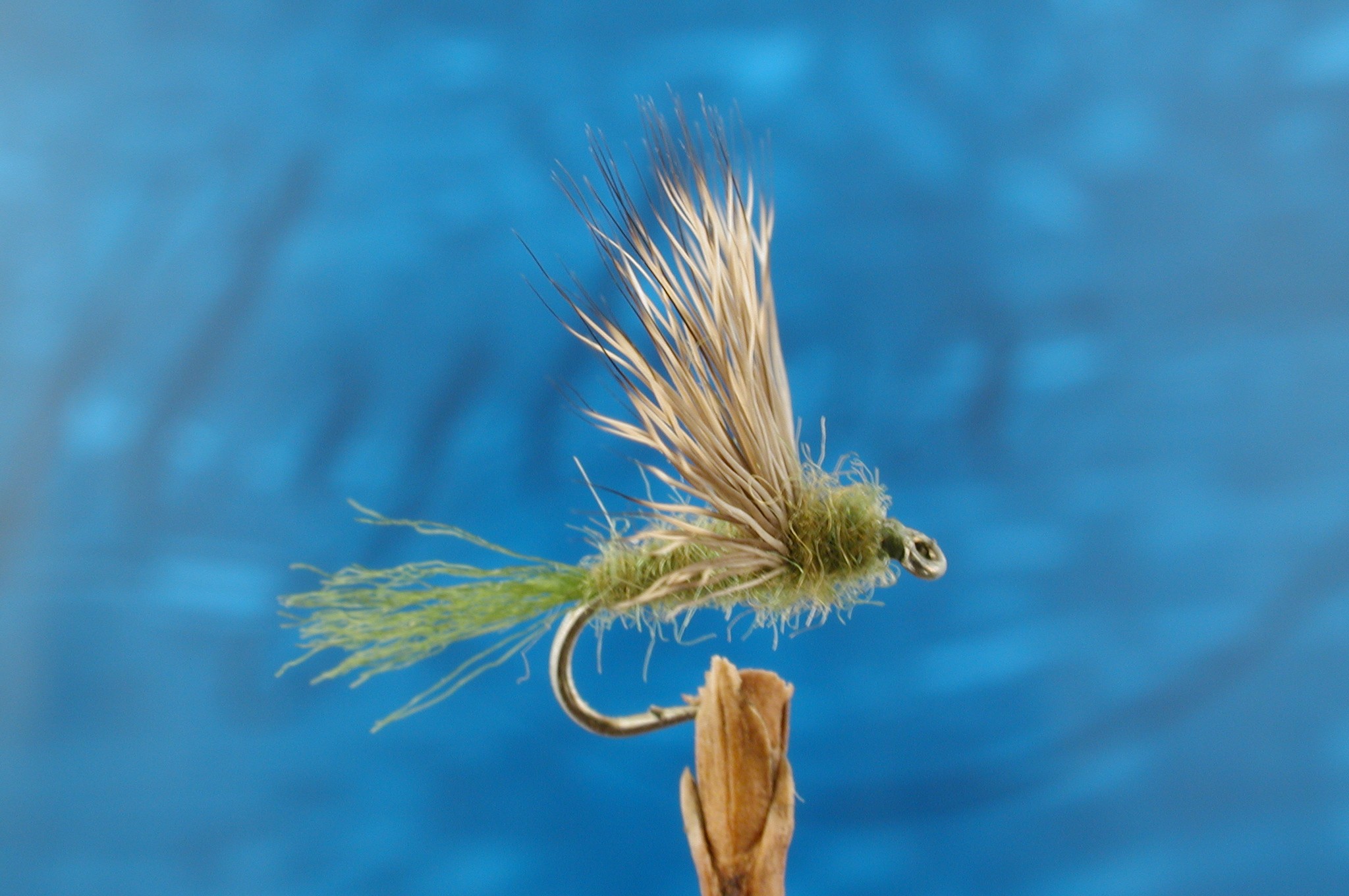 Olive Baetis Sparkle Dun